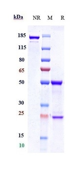 Anti-HTRA1 Reference Antibody 