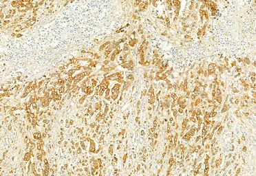 产品细节图片10