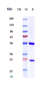 Anti-F8 / Factor VIII Referenc