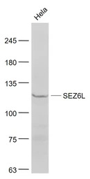 SEZ6L antibody