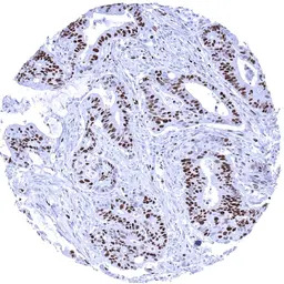 MCM7 antibody [MSVA-507R] Hist