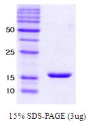 Human alpha Synuclein protein