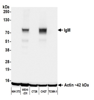 IgM Antibody 抗体，orb1806431，Bio