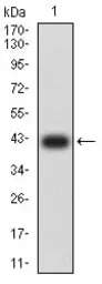 MUC5B antibody [7F5A1]