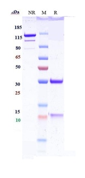Anti-IL-13 Reference Antibody 