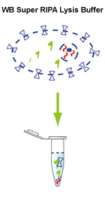 超强RIPA裂解液 超强RIPA裂解液