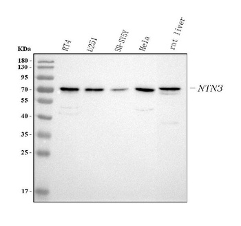 Anti-NTN3 Antibody 抗体，orb17861