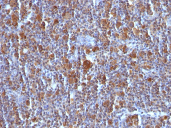 Bax antibody [BAX/962]