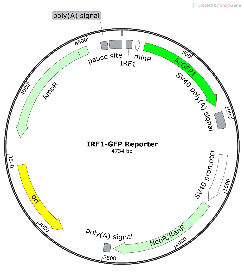 IRF1-GFP报告基因质粒