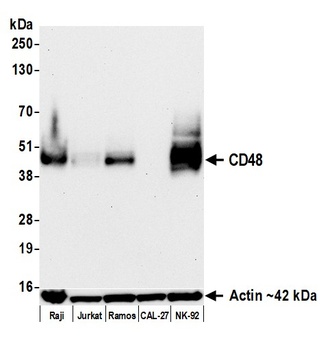 CD48 Antibody 抗体，orb1806445，Bi