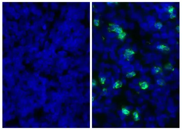 Mouse Anti-Rat IgG2b antibody 