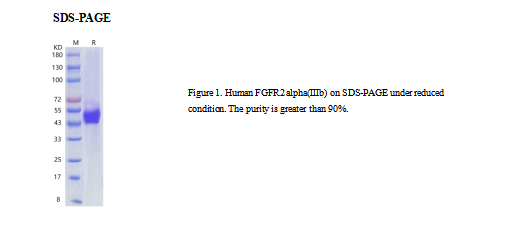 Recombinant Human FGFR2 alpha(