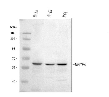Anti-MEGF9 Antibody 抗体，orb1786