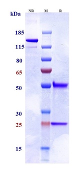 Anti-TNFRSF10B / TRAILR2 / CD2