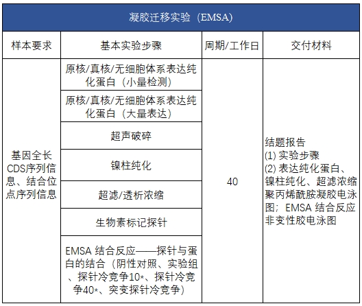凝胶迁移实验（EMSA）