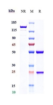Anti-TGFb1 Reference Antibody 