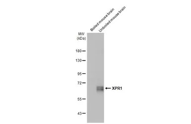 XPR1 antibody [HL2632]