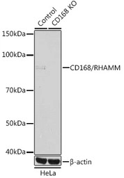 CD168 / RHAMM antibody [GT1346