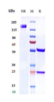 Anti-Ly6E Reference Antibody 抗