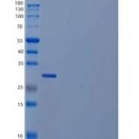 人氯离子细胞内通道蛋白4重组蛋白