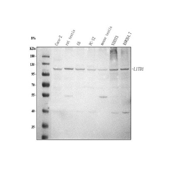Anti-L1TD1 Antibody 抗体，orb1786