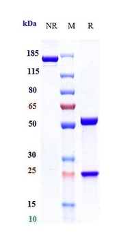 Anti-LAG3 / CD223 Reference An