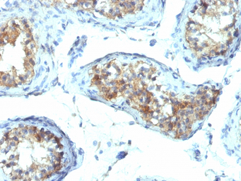 Interferon gamma antibody [IFN