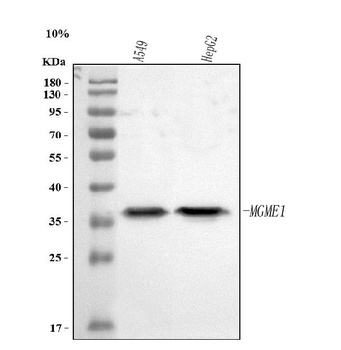 Anti-MGME1 Antibody 抗体，orb1743