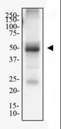 Adenosine A2a Receptor antibod