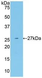 Human Neuregulin-1 protein, Hi