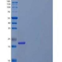 人d-酪氨酰tRNA重组蛋白