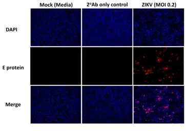 Flavivirus group antibody [D1-