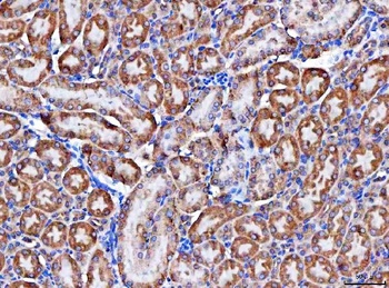 Anti-MCCC1 Antibody 抗体，orb1786