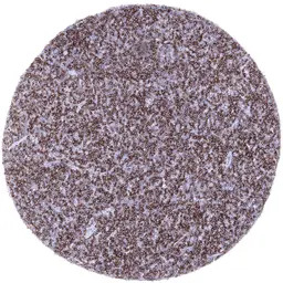 CD22 antibody [MSVA-022R] Hist