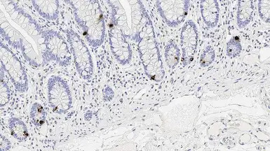 Chromogranin A antibody [5H7]