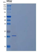人血小板衍生生长因子AA(PDGFAA)重组蛋白N-6His
