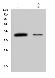 B7-H4 antibody