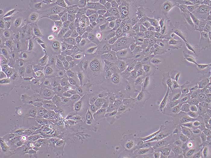 RWPE-1细胞图片