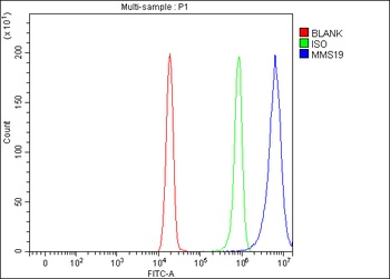 Anti-MMS19 Antibody 抗体，orb1786
