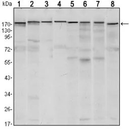 SETDB1 antibody [5H6A12]