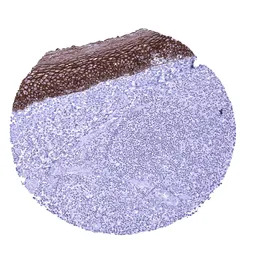 TRIM29 antibody [MSVA-629M] Hi