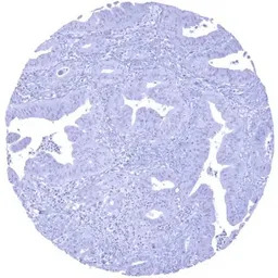 SATB2 antibody [MSVA-702R] His