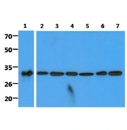 C1qBP antibody [AT1G7]