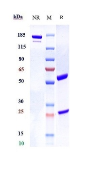 Anti-ANGPTL8 Reference Antibod