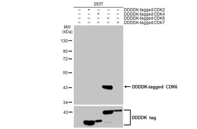 CDK6 antibody [HL2078]
