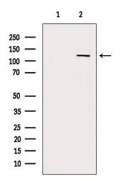 CD93 antibody