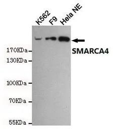 BRG1 antibody [6D7]