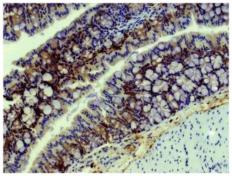 Goat Anti-Mouse IgA (Heavy cha