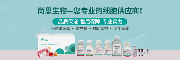 兔心肌成纤维细胞