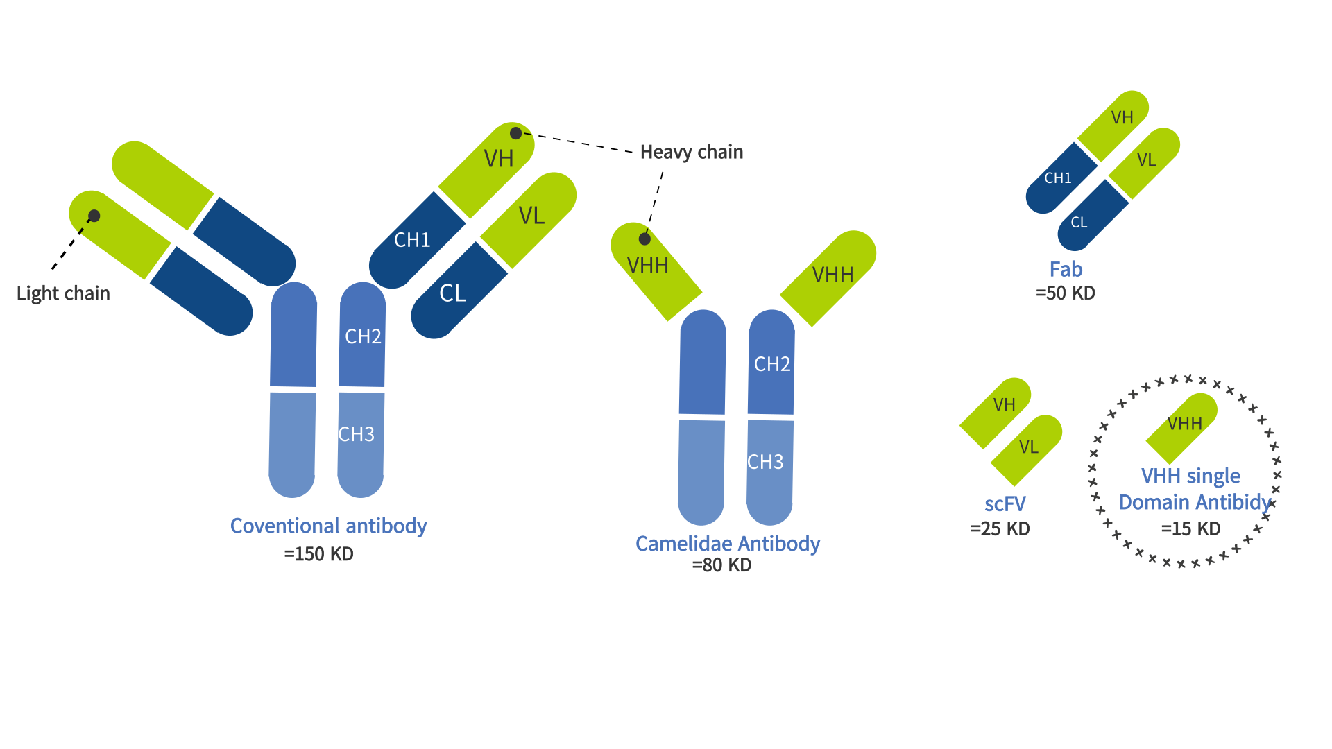 酵母表达小分子抗体原理图
